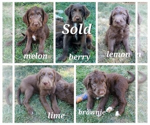Aussiedoodle-Labradoodle Mix Puppy for sale in CHENEY, WA, USA