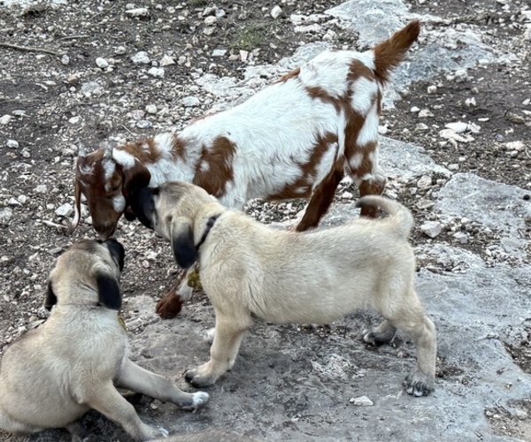 Medium Photo #5 Anatolian Shepherd Puppy For Sale in MOUNTAIN HOME, TX, USA