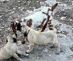 Small #4 Anatolian Shepherd