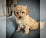 Small Photo #1 Goldendoodle (Miniature) Puppy For Sale in NORTH VERNON, IN, USA
