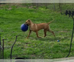 Small #5 Boxer Mix