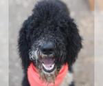 Small Poodle (Standard)