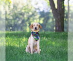 Small #1 Labrador Retriever Mix