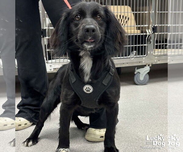 Medium Photo #3 Colonial Cocker Spaniel-Unknown Mix Puppy For Sale in Washington, DC, USA