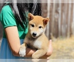 Small Photo #13 Shiba Inu Puppy For Sale in FREMONT, CA, USA