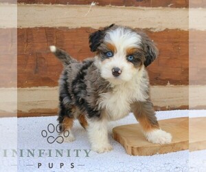 Bernedoodle (Miniature) Puppy for sale in NARVON, PA, USA