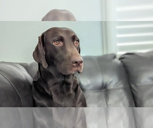 Mother of the Labrador Retriever puppies born on 04/28/2026