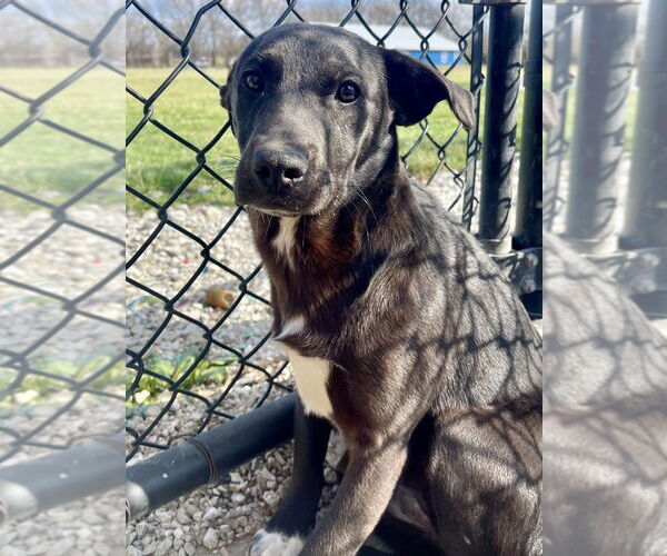 Medium Photo #2 Mutt Puppy For Sale in Bolivar, MO, USA