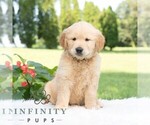 Small #2 Golden Retriever