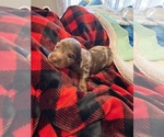 Puppy Puppy 1 Dachshund