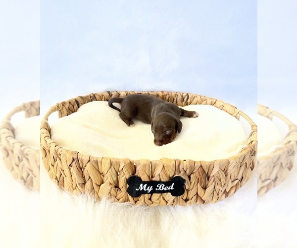 Medium Photo #3 Dachshund Puppy For Sale in DAVIS, CA, USA
