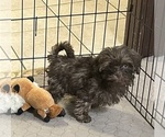 Small #2 Shih-Poo