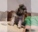 Small Photo #2 Schnauzer (Miniature) Puppy For Sale in TECUMSEH, OK, USA