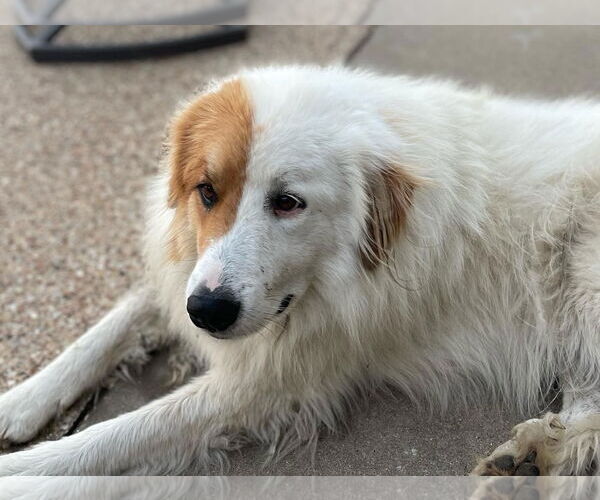 Medium Photo #2 Golden Pyrenees Puppy For Sale in Dallas, TX, USA