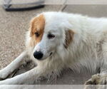 Small #1 Golden Pyrenees