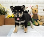 Small Photo #8 Shiba Inu Puppy For Sale in LOS ANGELES, CA, USA