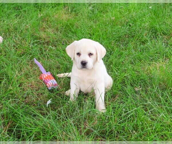 Medium Photo #4 Labrador Retriever Puppy For Sale in SYRACUSE, IN, USA