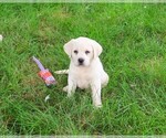 Small #3 Labrador Retriever