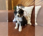 Puppy 11 Australian Shepherd