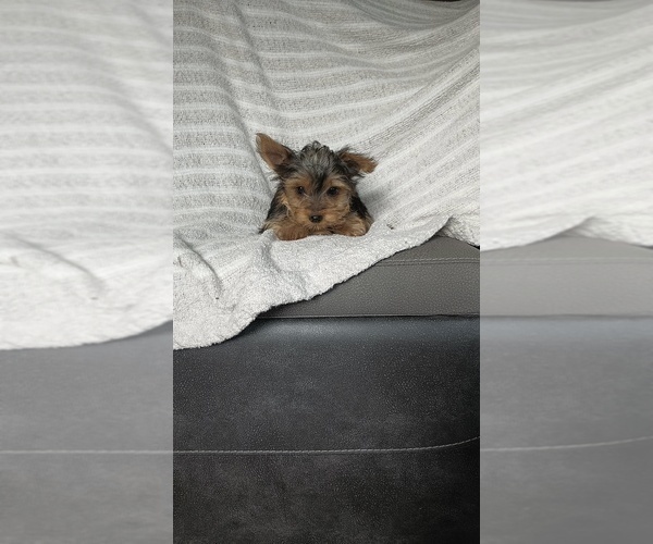 Medium Photo #61 Yorkshire Terrier Puppy For Sale in BENSON, NC, USA