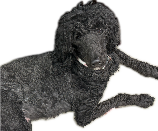 Medium Photo #1 Goldendoodle Puppy For Sale in MARICOPA, AZ, USA