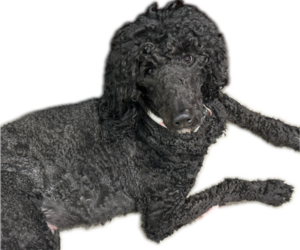 Mother of the Goldendoodle puppies born on 04/23/2025