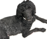 Small Photo #1 Goldendoodle Puppy For Sale in MARICOPA, AZ, USA