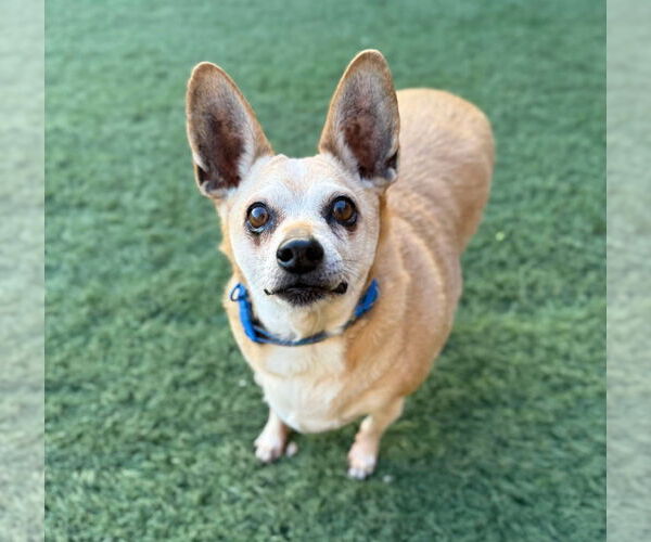 Medium Photo #4 Chihuahua-Unknown Mix Puppy For Sale in phoenix, AZ, USA