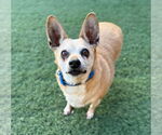 Small #3 Chihuahua Mix