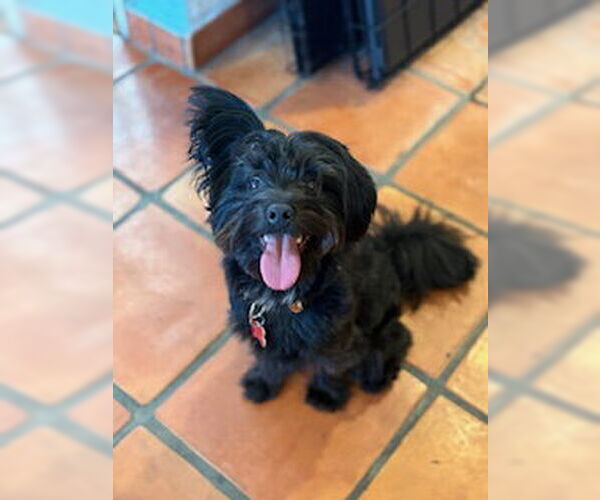 Medium Photo #5 Lhasa Apso-Unknown Mix Puppy For Sale in San Diego, CA, USA