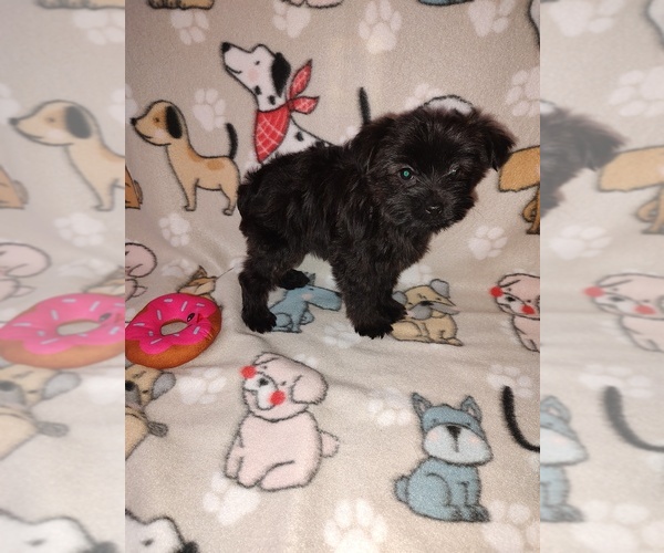 Medium Photo #7 Yorkshire Terrier Puppy For Sale in LAPEER, MI, USA