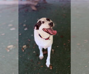 Willa - Female Mutt Dog for Adoption - Photo #4