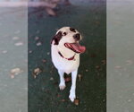 Small Photo #4 Mutt Puppy For Sale in Clarkesville, GA, USA