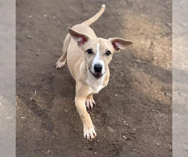 Medium Photo #1 Chihuahua-Unknown Mix Puppy For Sale in Modesto, CA, USA