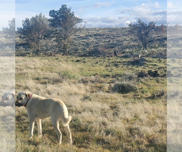 Medium Photo #18 Kangal Dog Puppy For Sale in SILVER LAKE, OR, USA