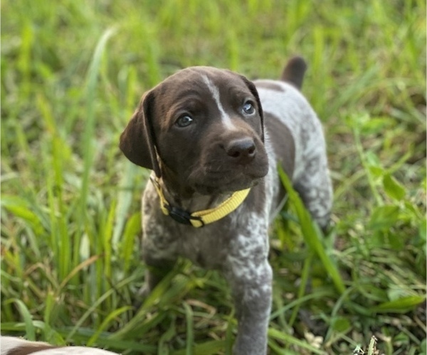 Medium Photo #2 German Shorthaired Pointer Puppy For Sale in FREDERICKTOWN, OH, USA