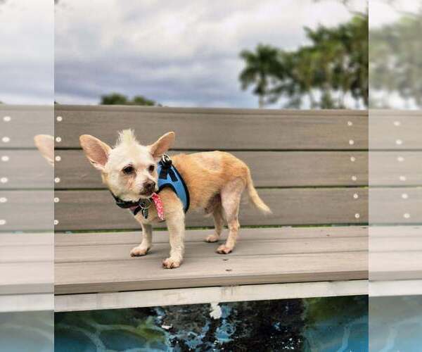 Medium Photo #12 Chi-Poo (Miniature) Puppy For Sale in Plantation, FL, USA