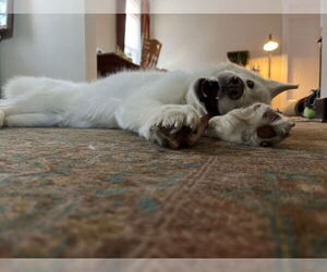 Teea - Female Siberian Husky Dog for Adoption - Photo #2