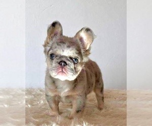 French Bulldog Puppy for sale in CORONA, CA, USA