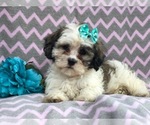 Small Photo #16 Zuchon Puppy For Sale in LAKELAND, FL, USA
