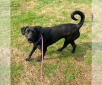 Small #2 Labrador Retriever Mix
