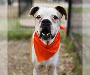Boxer Dogs for adoption in San Antonio, TX, USA