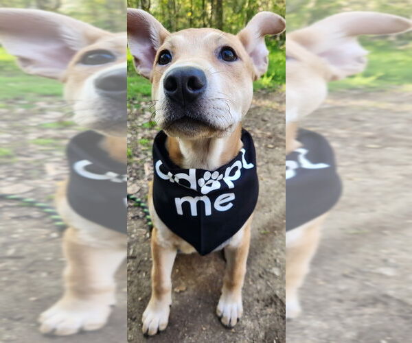 Medium Photo #6 Mutt Puppy For Sale in Dana Point, CA, USA