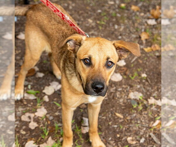 Medium Photo #8 German Shepherd Dog-Unknown Mix Puppy For Sale in Canton, CT, USA