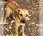 Small #7 German Shepherd Dog Mix