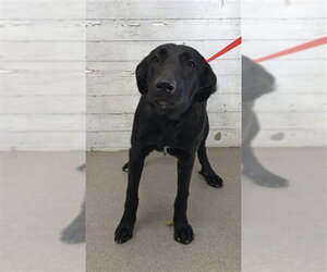 Mutt Dogs for adoption in San Bernardino, CA, USA