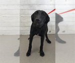 LEILANI - Female Mutt Dog for Adoption - Small photo