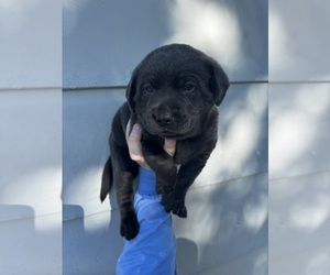 Labrador Retriever Puppy for sale in CEDAR VALE, KS, USA