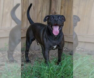 American Pit Bull Terrier Dogs for adoption in Jackson, MS, USA