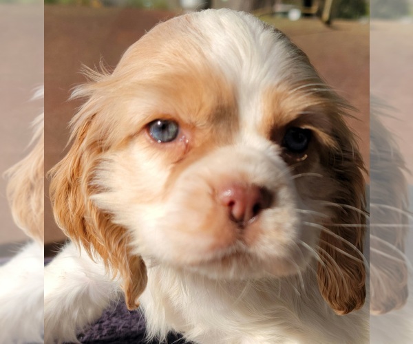 Medium Photo #2 Cocker Spaniel Puppy For Sale in HENDERSON, NC, USA